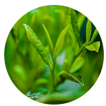 茶葉 茶葉