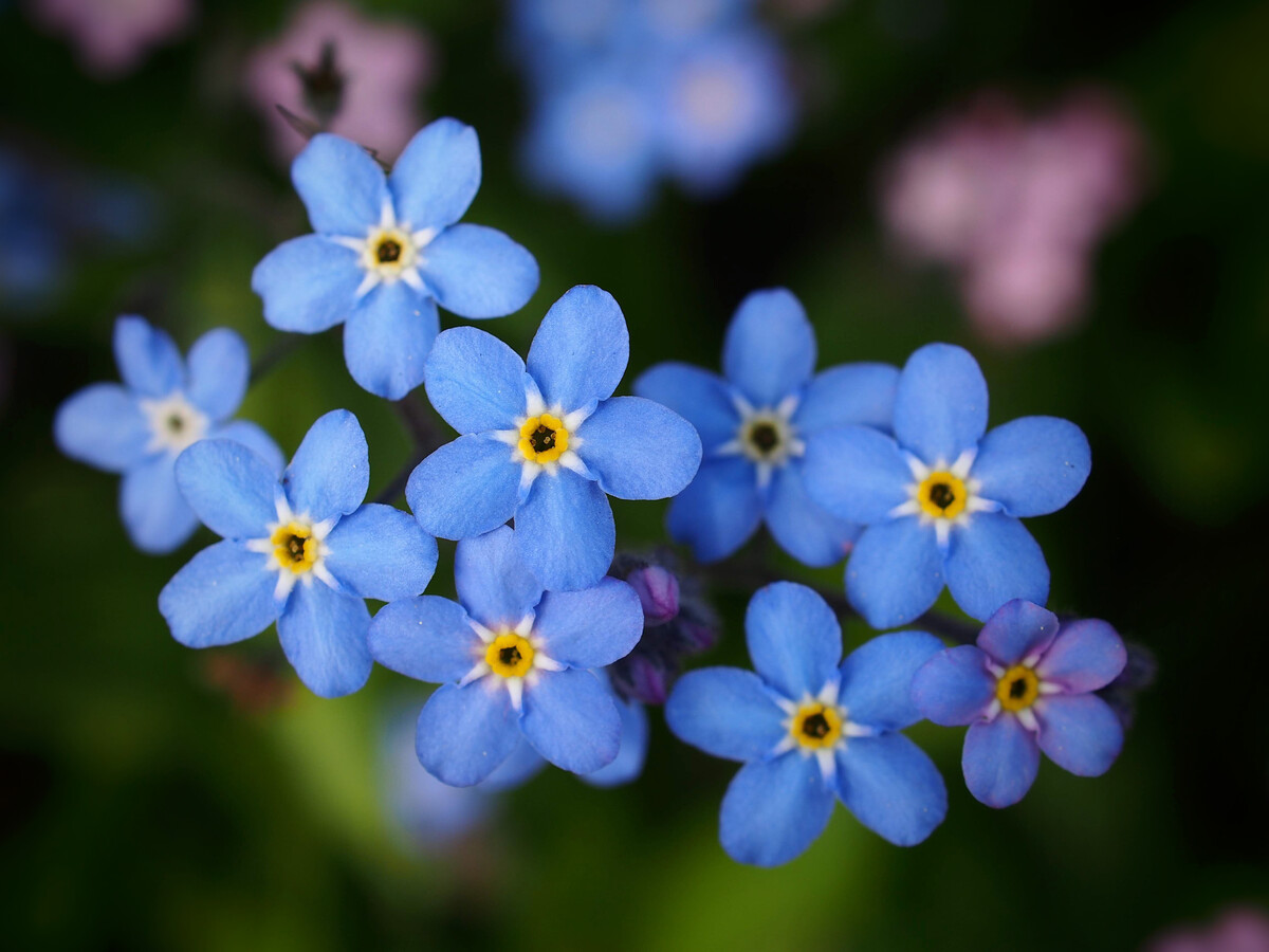 如何判斷花卉是否缺水?