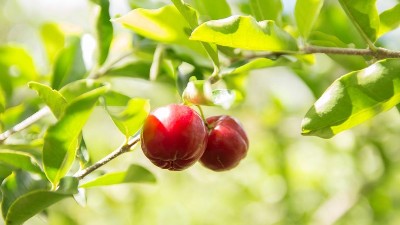 引起果樹(shù)爛根五大原因