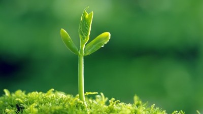 葉面施肥“三大錯(cuò)”，能用對(duì)的沒(méi)幾個(gè)!