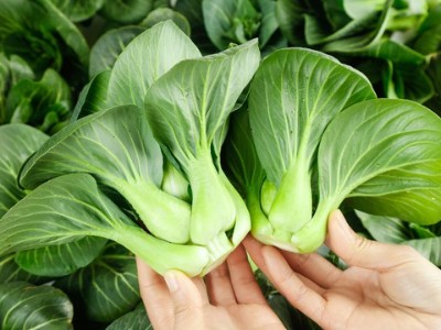 鈣肥對蔬菜有什么重要作用，蔬菜為什離不開鈣肥?