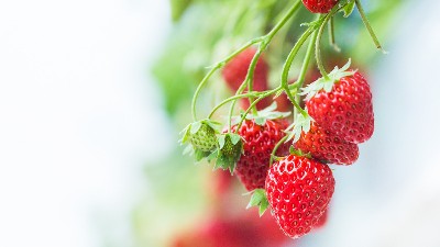 草莓花少、果少的六大解決措施