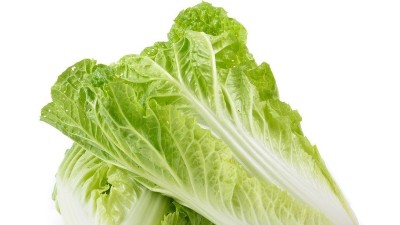 引起白菜爛根的原因是什么?如何防治?