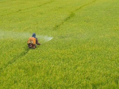 打完藥就下雨，到底要不要重新噴?看答案!