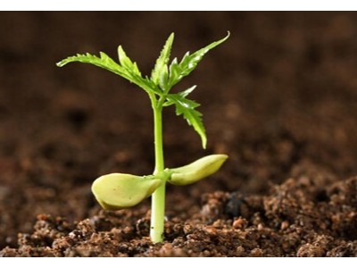 土壤酸堿度怎么判斷?如何改良?