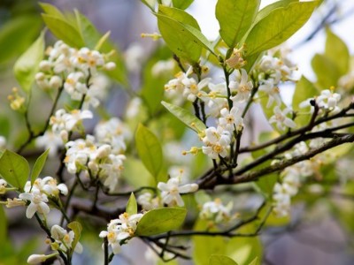柑橘無花少花什么原因？該怎么辦？
