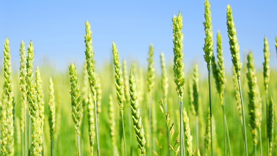 為什么用羊糞做肥料，有哪些好處?