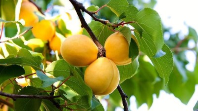 硅肥如何正確使用?對(duì)果樹有什么作用?