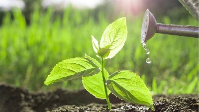 果蔬常見(jiàn)的10種必要元素的生理作用