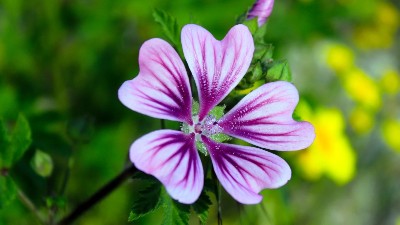 養(yǎng)花施肥3大禁忌，方法不對(duì)，花肥白費(fèi)!