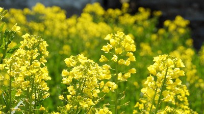 硼肥有哪些使用誤區(qū)，看看萊昂水溶肥怎么說