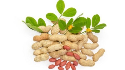 花生缺鈣的癥狀表現(xiàn)、發(fā)生原因以及解決方法
