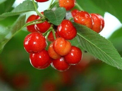磷酸二氫鉀能和鈣肥、硼肥一起混用嗎？