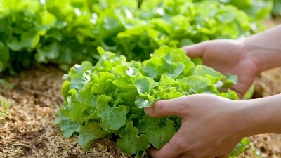蔬菜出現(xiàn)這些癥狀，可能是缺鉀了