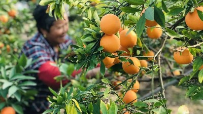 礦源黃腐酸鉀什么時(shí)候用最好，萊昂水溶肥告訴你