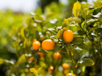 冬季果樹如何施肥？ 施肥方法有哪些？