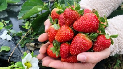 磷酸二氫鉀六個黃金搭檔你知道嗎？