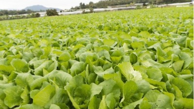 夏季蔬菜管理有技巧“七要點、三不要、三忌”