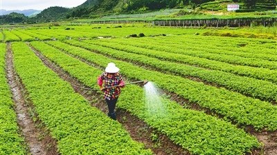 打藥時這樣就錯了!農(nóng)藥混配門道多，切忌“一鍋燉”