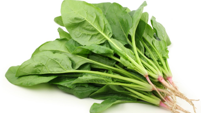 掌握4步，輕松學(xué)會種菠菜，產(chǎn)量高，農(nóng)戶都能種好