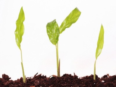 作物缺素會(huì)引起哪些病害?又該如何解決?