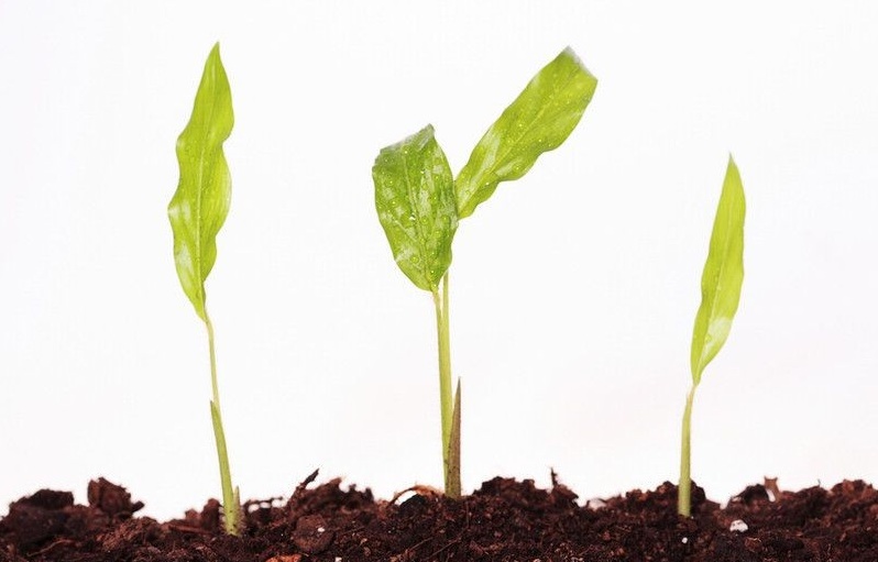 zhiwuxiaomiaotupian-16317266_1 zhiwuxiaomiaotupian-16317266_1