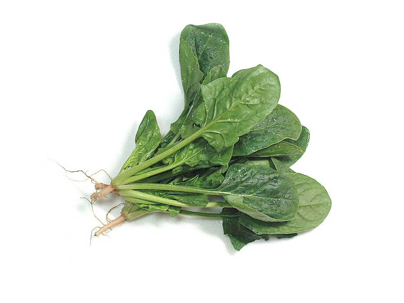 菠菜斑點病的病因和癥狀是什么?如何防治?