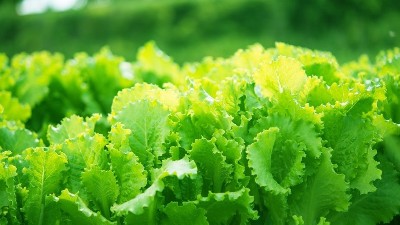 蔬菜定植后，前三水如何澆？萊昂水溶肥告訴交您。