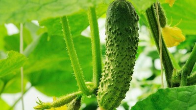 夏季種植黃瓜，這六點一定要知道！