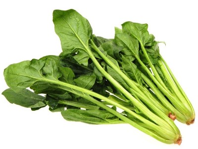 秋菠菜現(xiàn)在種晚不晚呢?高產(chǎn)又該如何栽種?