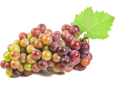 葡萄凍害發(fā)生不可逆，如何預防?如何補救?看看萊昂水溶肥怎么說。