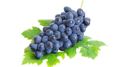 葡萄苗勢秋天栽好還是春天栽好？