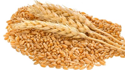 種小麥噴施三次硼肥，抗凍又增產(chǎn)