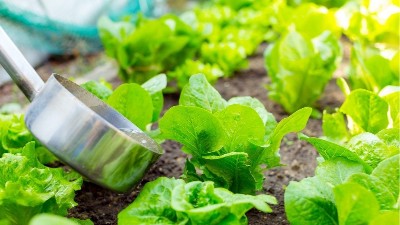 微生物菌肥為什么比有機(jī)肥要貴？到底值不值得用！