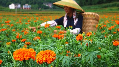 萬壽菊該如何施肥呢？萊昂水溶肥教給你