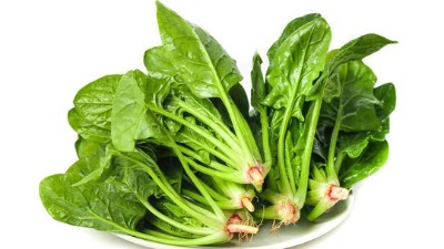 種菠菜幾天出苗?種菠菜怎么澆水?