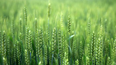 使用小麥除草劑，一定記住“8不要，2必須”!