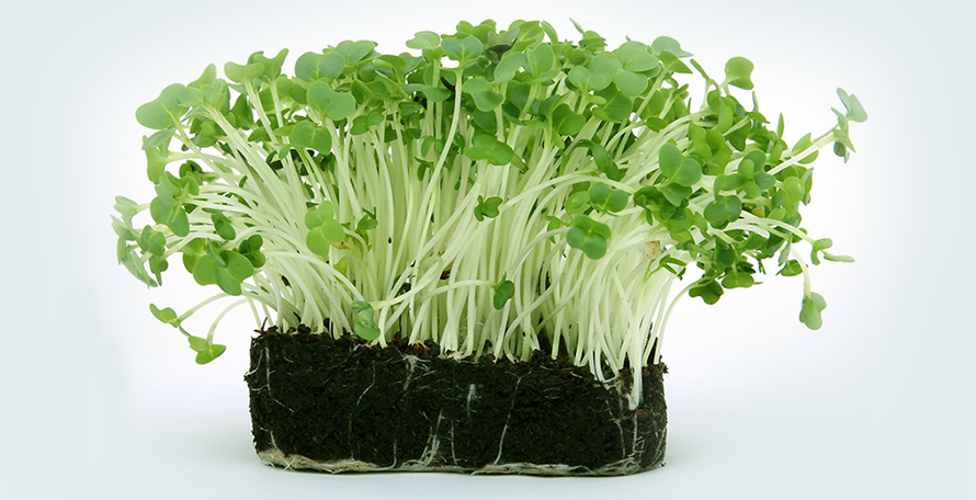 什么時候施用腐植酸水溶肥效果會更好？